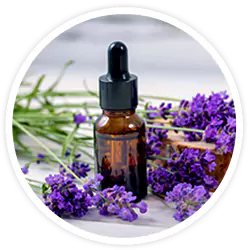 Lavender Oil Lavender Oil